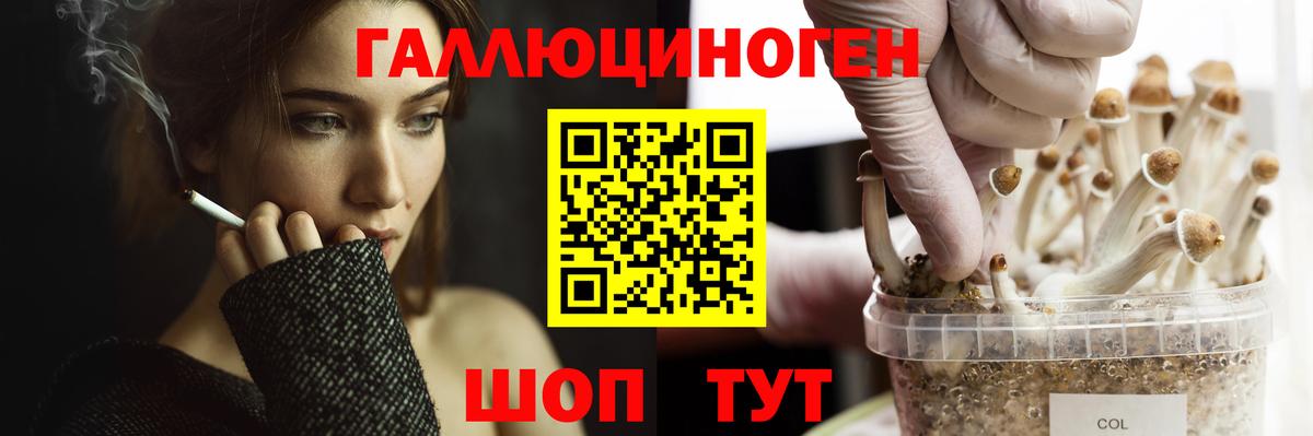 Галлюциногенные грибы Psilocybine cubensis Бирск
